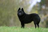 SCHIPPERKE 833